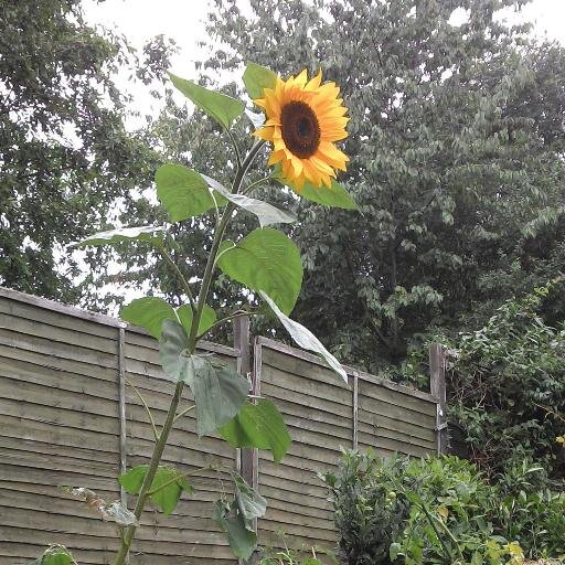 rumtum0906's profile picture. Slow cyclist,walker,https://t.co/ThyeIshso7 lover and gardener.