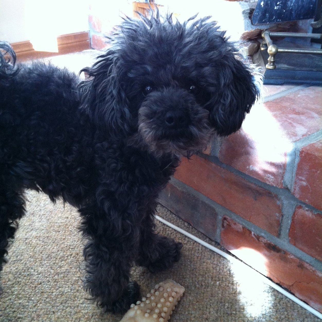 I am a spoiled rotten Toy Poodle with lots of attitude.  I love balls, grassy fields, and my sister @MyatherescueDog