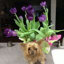 Beverly Mays - @bmaysmfc - Twitter