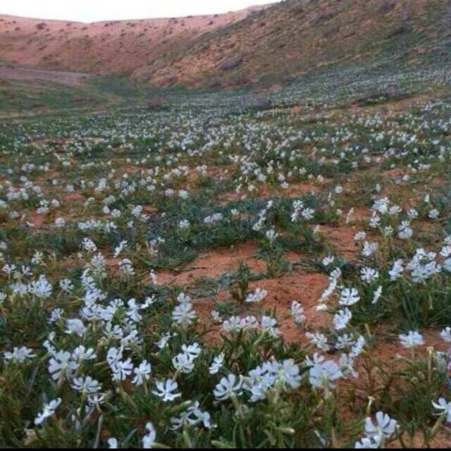كاسر وعاشق للتحدي