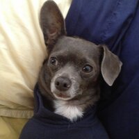 pithuahua (@thepithuahua) 's Twitter Profile