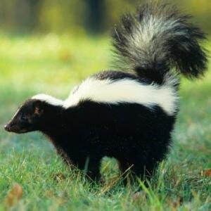 Skunk at the party