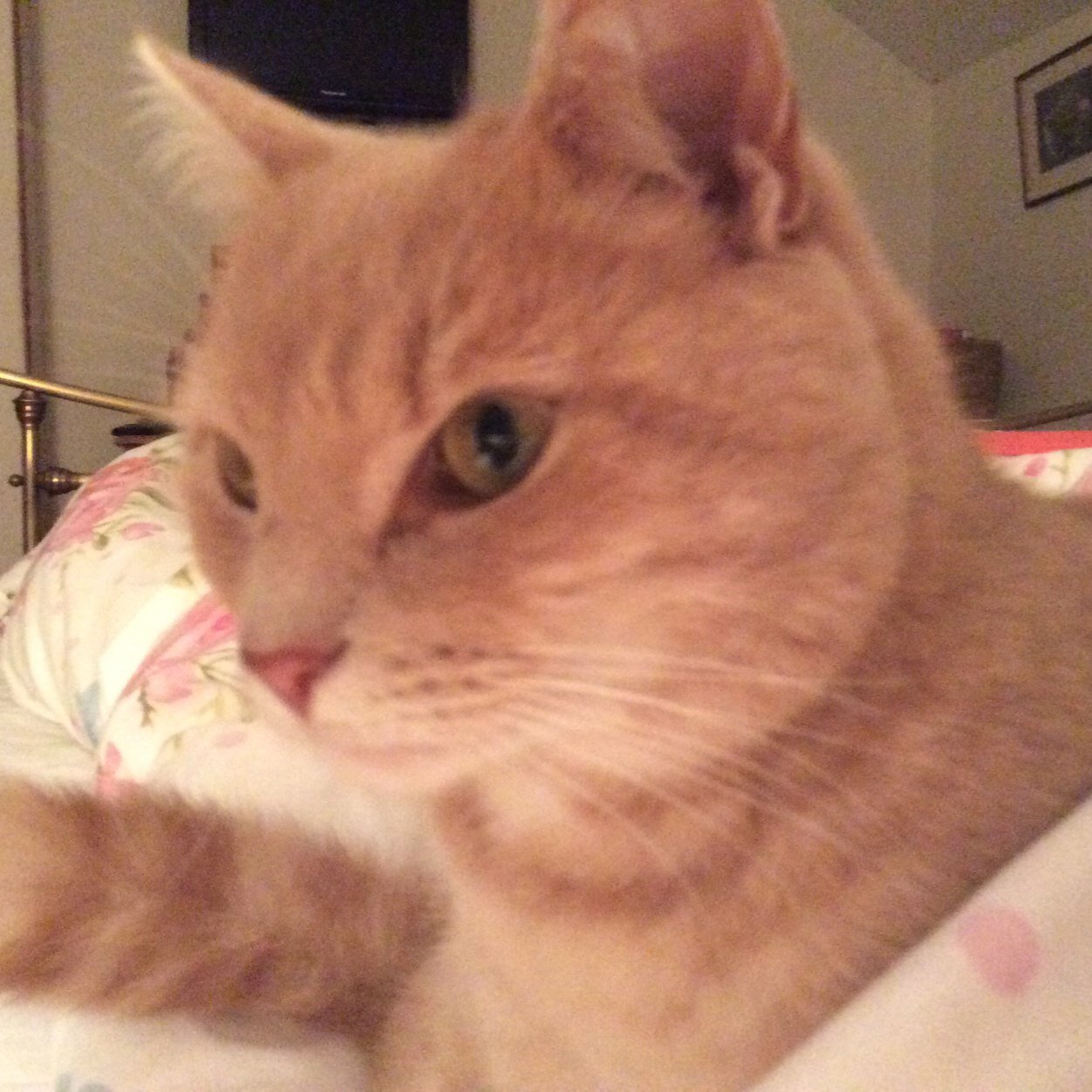 It's a cat's life...All tweets are my own