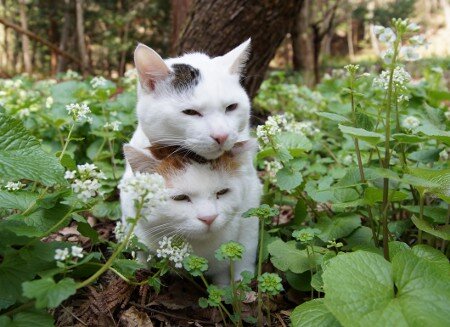 posikitties's profile picture. 