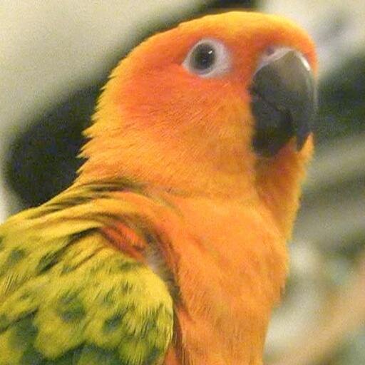 Sonny_TheBird's profile picture. THE TWITTER PAGE SONNY!