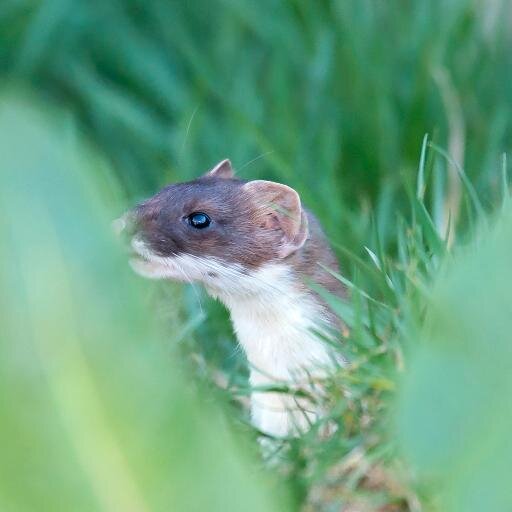 Love wildlife photography and rugby