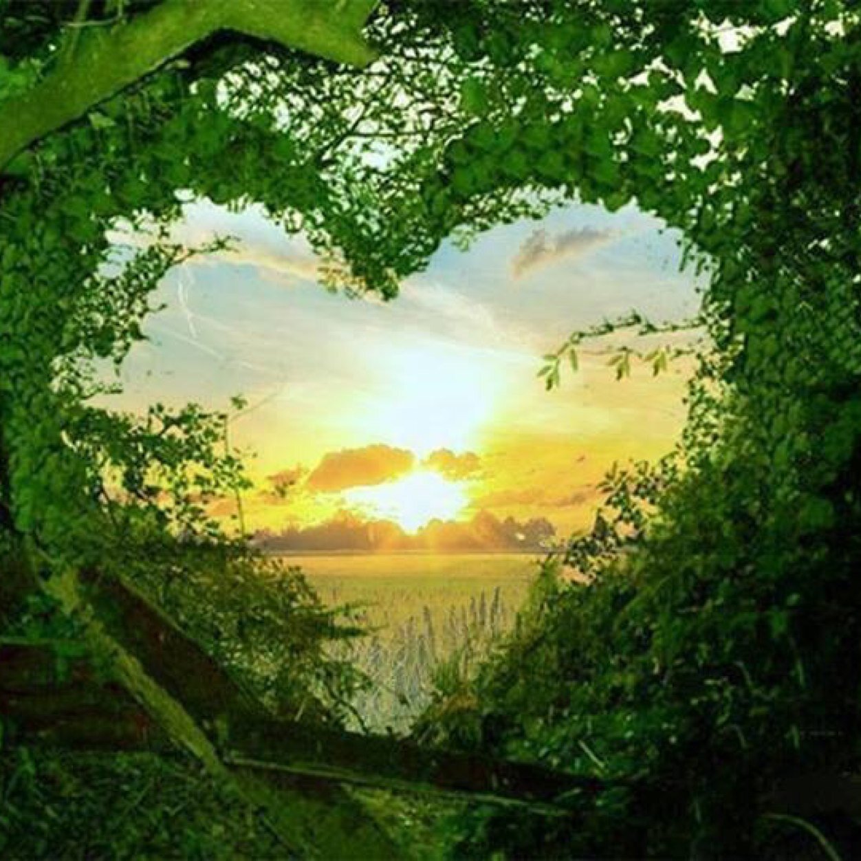 GerenteMir's profile picture. Soy sincero