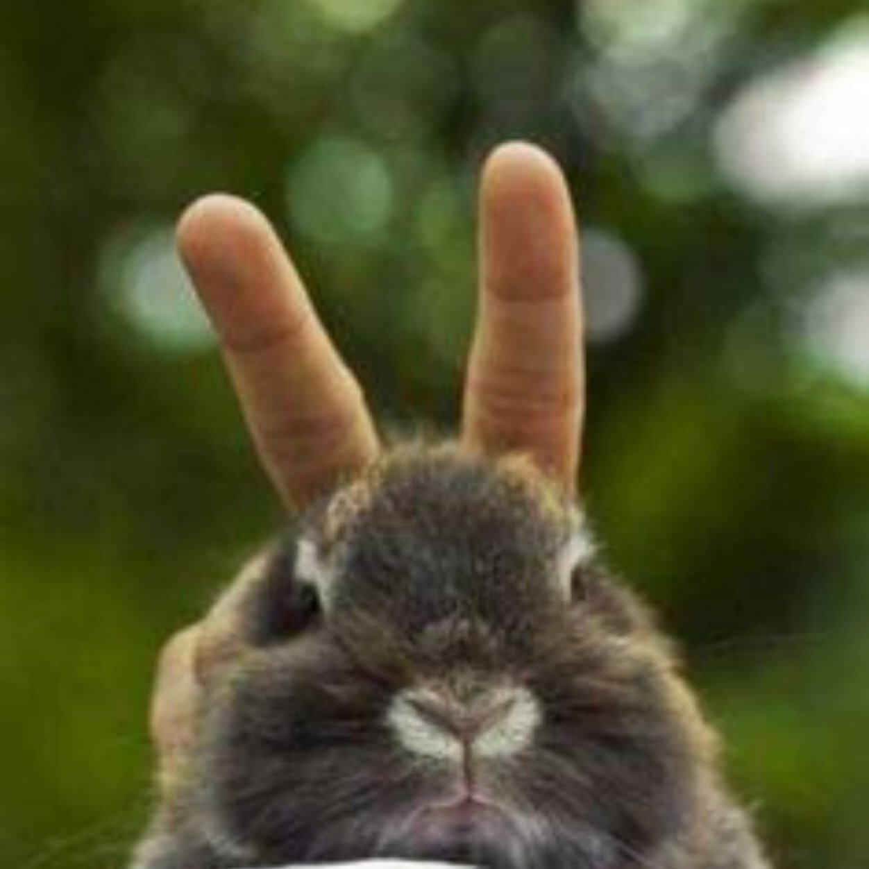 I am kayak hear me roar