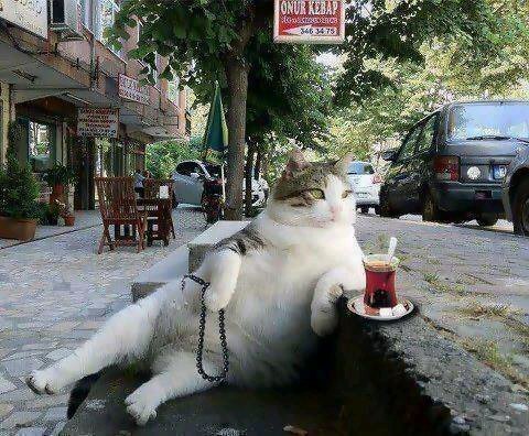 MohammedNada3's profile picture. مصرى بسيط ولكنى اعشق هذا البلد