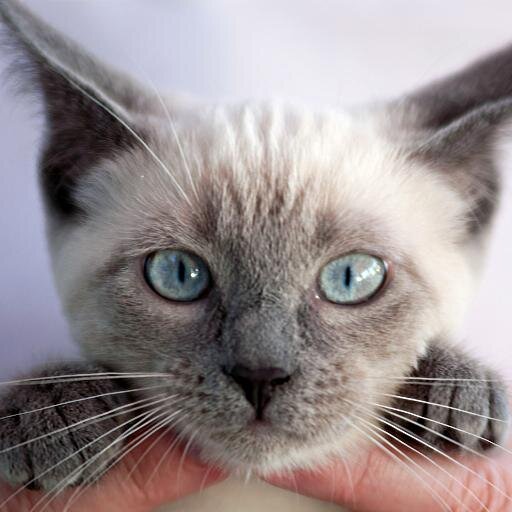 LillyLilacLove's profile picture. born2skate 30 yrs Coach choreographer for USA & Canada likes yoga meditation Pilates cat
 FAITH
 HOPE LOVE! Hiking, Nature excitement , Devine Being on this u