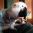 bunnyette's profile image