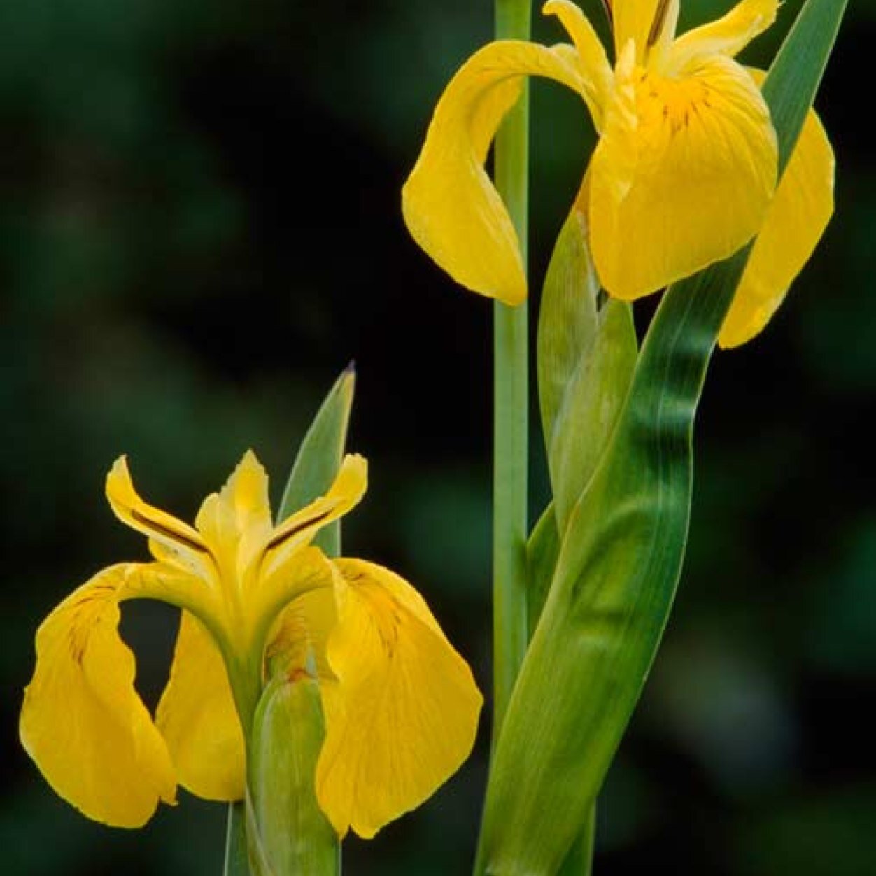 IrisBrick's profile picture. 