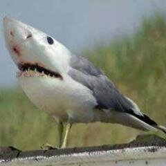 War Thunder Game Play and Commentary.  Play with me Online. Available FREE To Play. http://t.co/mSNKEVFFZX