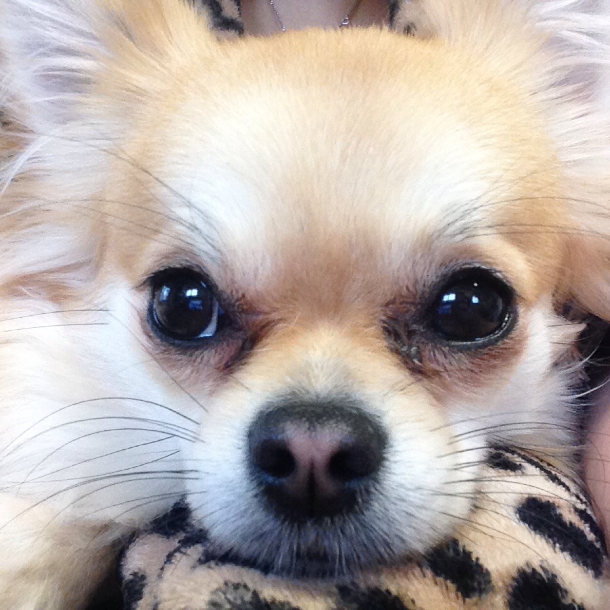 Belle_Woof's profile picture. I'm Belle. I hate animal cruelty and (somehow) tweet to raise awareness. Wuff.