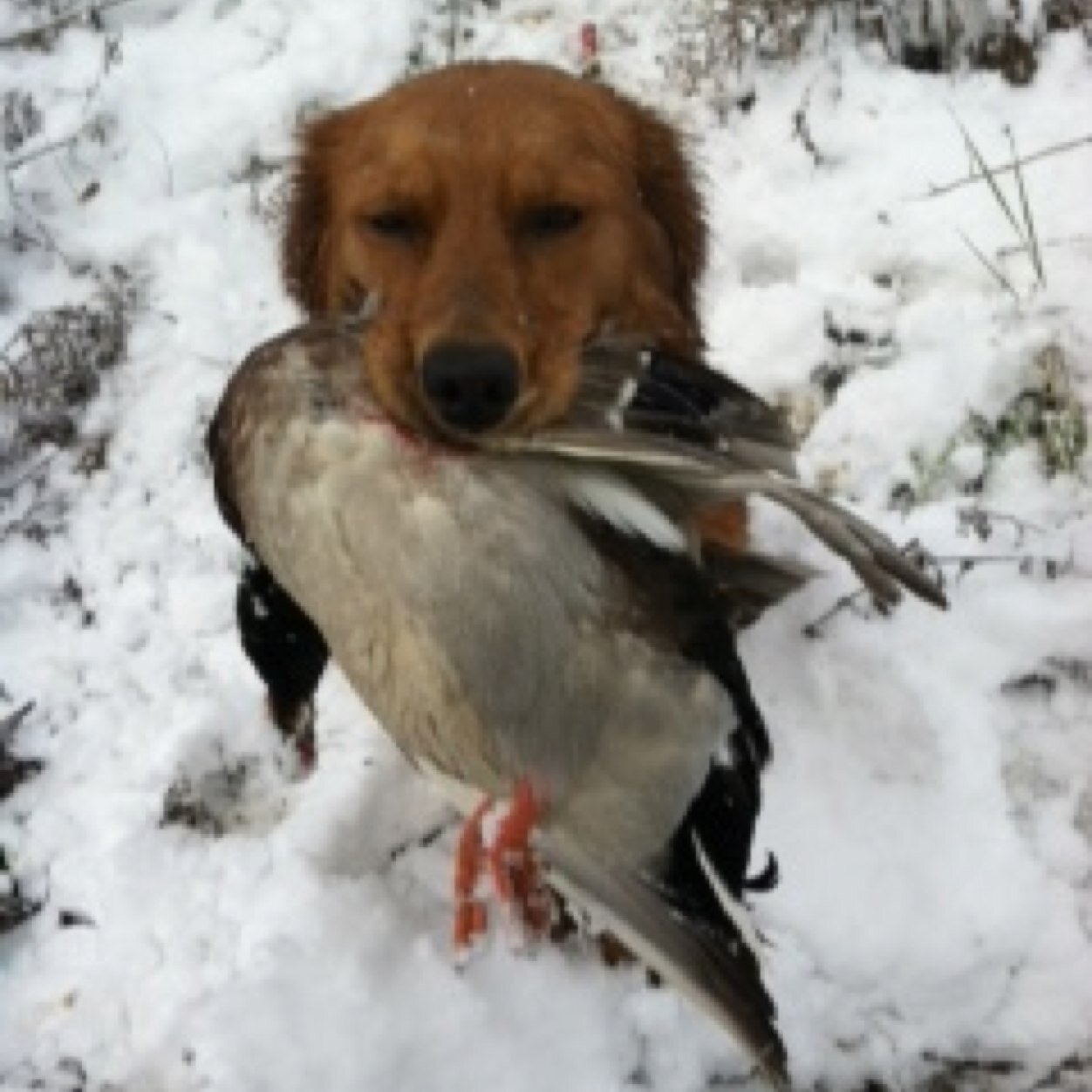 With thirty years of association with Golden Retrievers, I developed Feather Quest Retrievers and I specialize in the breeding of Superior Red Golden Retrievers