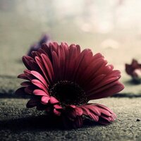 Bint M (@seekingpeace4) 's Twitter Profile