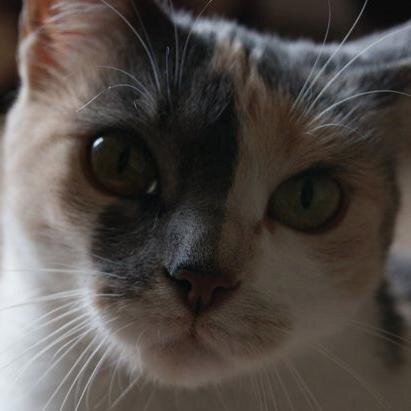 Fluffy.
