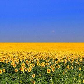 VikProf's profile picture. 