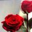 fofi2444's profile image