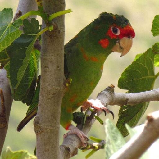 Sunnyvale's flock of wild Mitred Conures. We squawk daily near Toys-R-Us and Las Palmas Park (Profile photo credit: Gordon E. Robertson, via Wikipedia