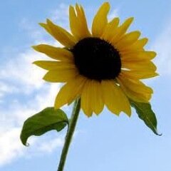 AFormento's profile picture. Author of award-winning nature picture book series THESE THINGS COUNT! Novelist of TWIGS and more. Happily living many lives on camera and stage.