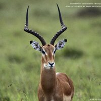 del gazel (@delgazel) 's Twitter Profile