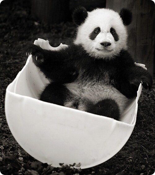 PandaMeiPanda's profile picture. Panda & Animal lover. Supports cruelty free & Environmental friendly products.