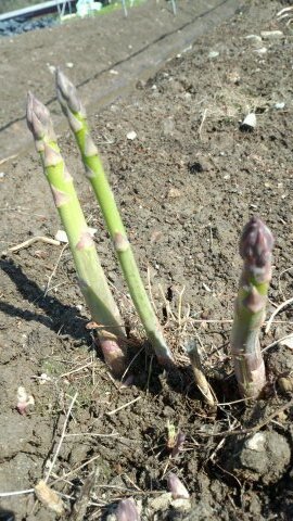 農家13年目。飽きずに農業やってます。農業は進化して機械化も進み、女性一人でもやってけてる。大変やけど。