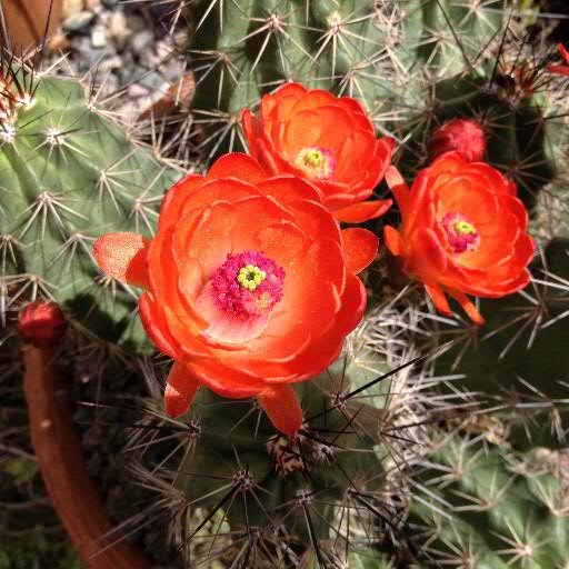 A Sonoran Desert gardening blog in of all places suburbia. From native to exotic, grown organically and in harmony with the native wild life.
