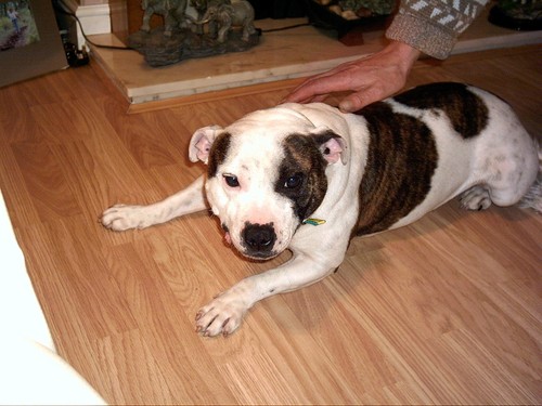 Princess Dotty Doris