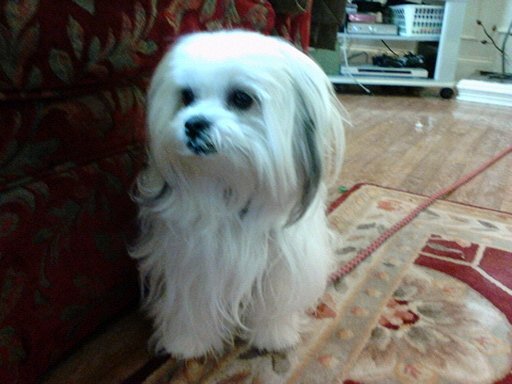 firepower321's profile picture. a place for comical tweets