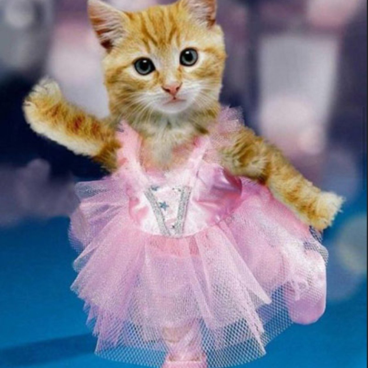 ballerinapr0bz's profile picture. 