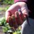 farmvolunteer's profile image