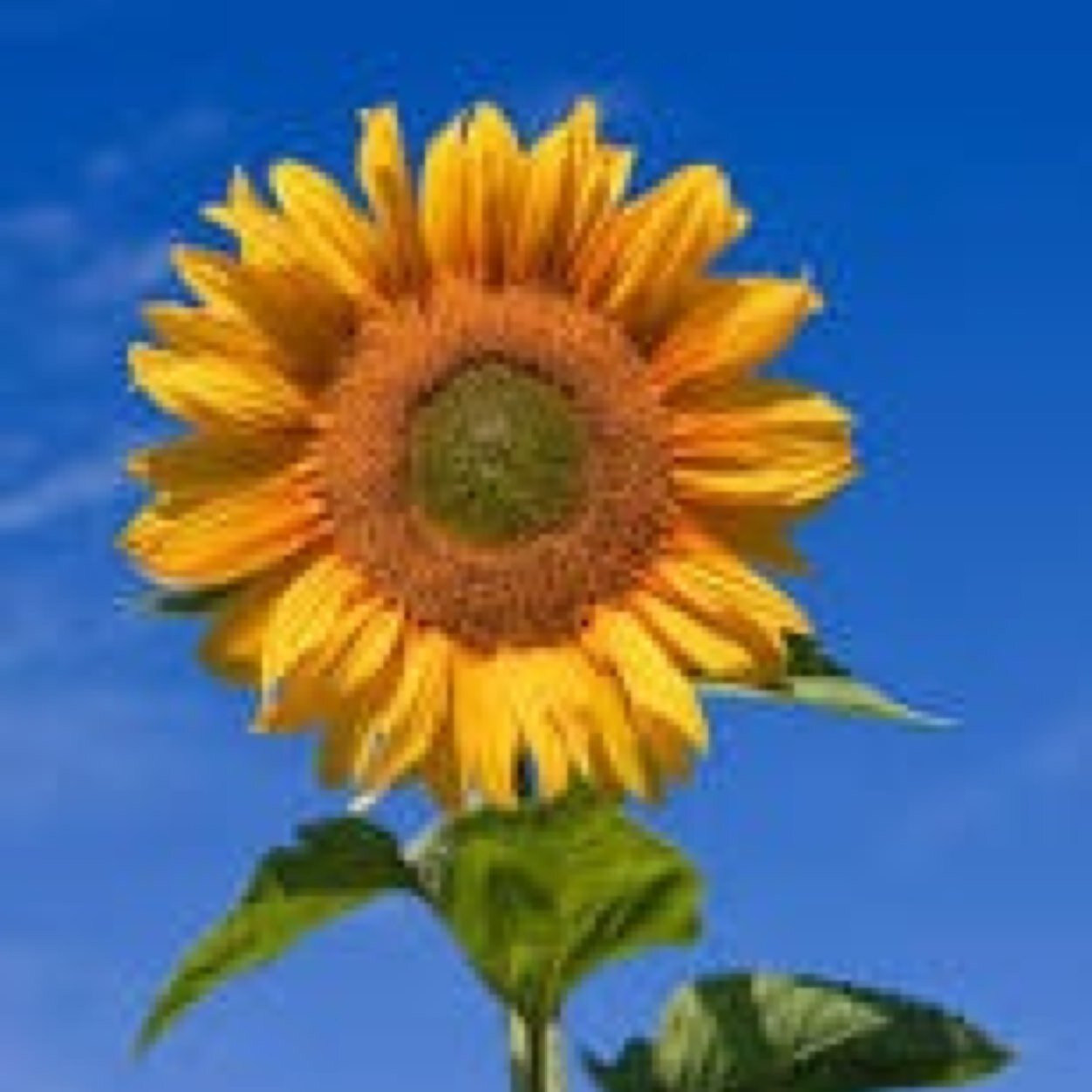 mdjewells's profile picture. 