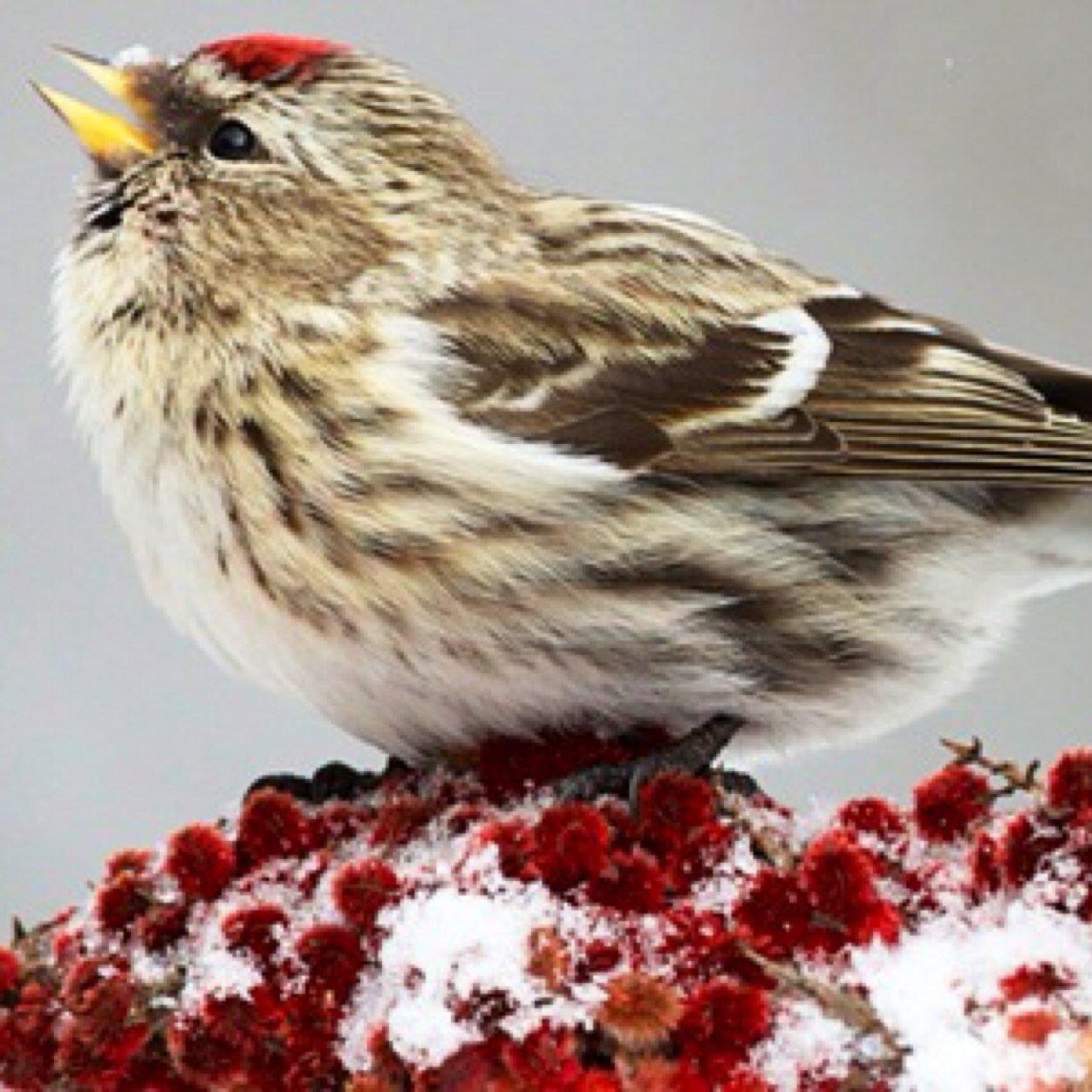 pimientos99's profile picture. Sometimes things don't always go as expected, but its up to you to take away the best things. Follow4Follow Shoutout4Shoutout!!