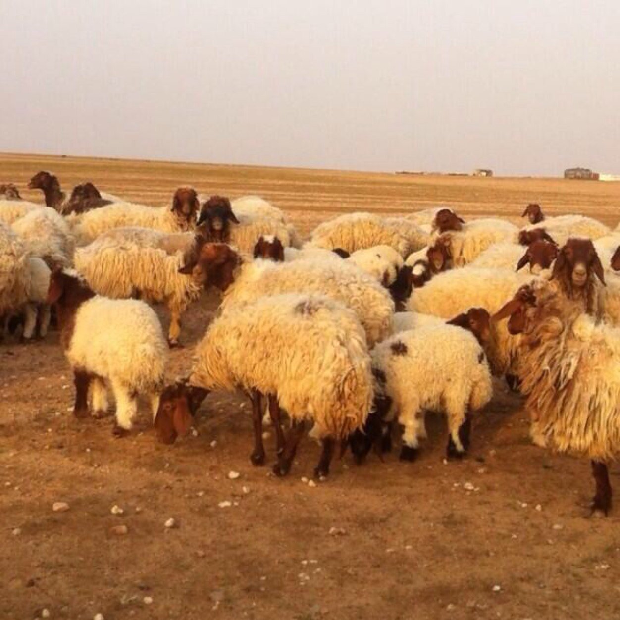 حساب خاص للاغنام البرية عبر الهاتف وتوصيلها الى المنازل في الرياض وخارج الرياض. تشرفني متابعتكم لتواصل 0555803466