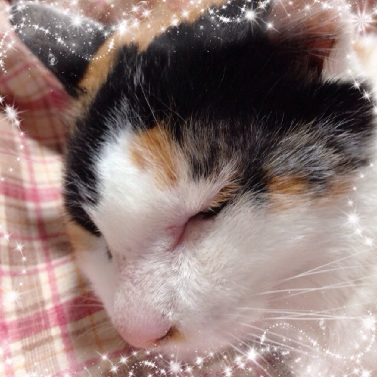 うさギリス。自由人(￣▽￣)いつも常に転職活動中。猫好き。時代劇好き。尊敬する画家・伊藤若冲。所属 全日本愛猫連盟みずがめ座支部（笑）。