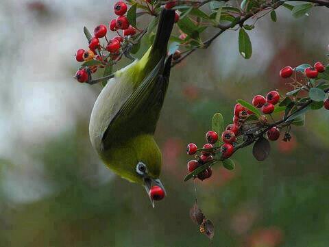 astiwan_41995's profile picture. Sya orng nya , premitf ,  Tehnisi imformatika