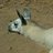 lLamaThespit