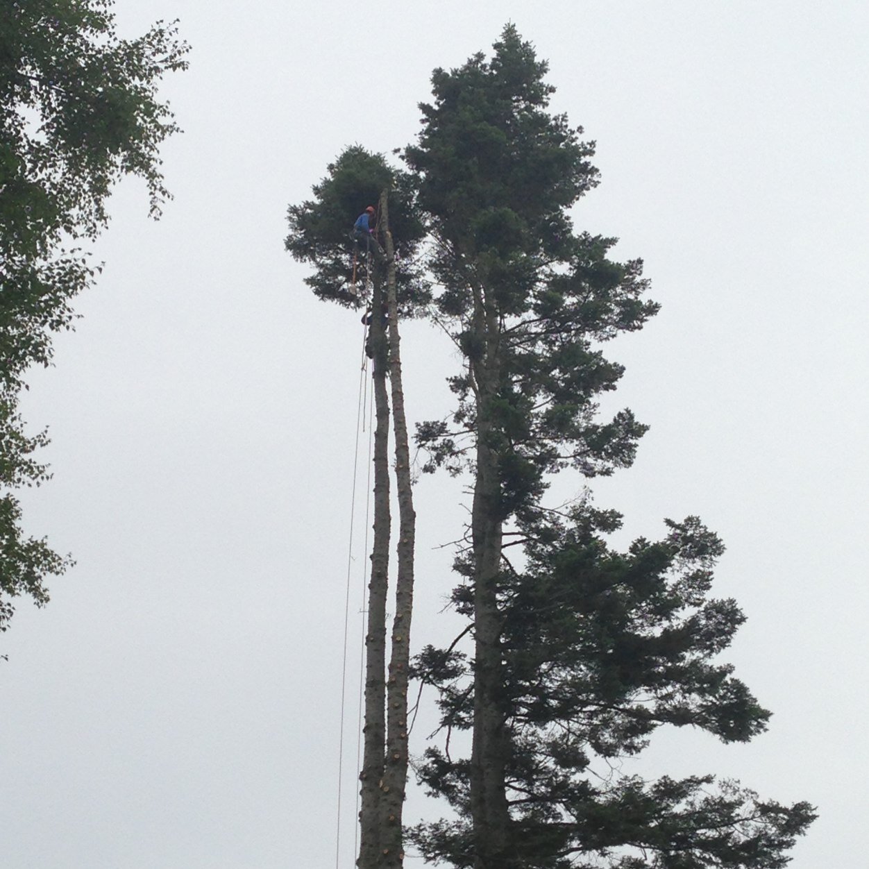 Tsawwassen based tree care company
