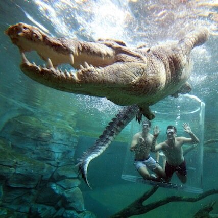 Crocosaurus Cove is home to the Cage of Death, some of the largest crocodiles in captivity & the World's largest display of Australian reptiles.