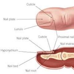 nail fungus treatment, cure toenail fungus