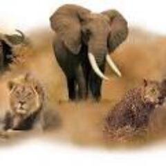 Days Safaris Adventures is inbound and outbound travel Agent dealing with hotel  bookings, wildlife safaris Africa, Airport Transfers,Car Hire,Home stays