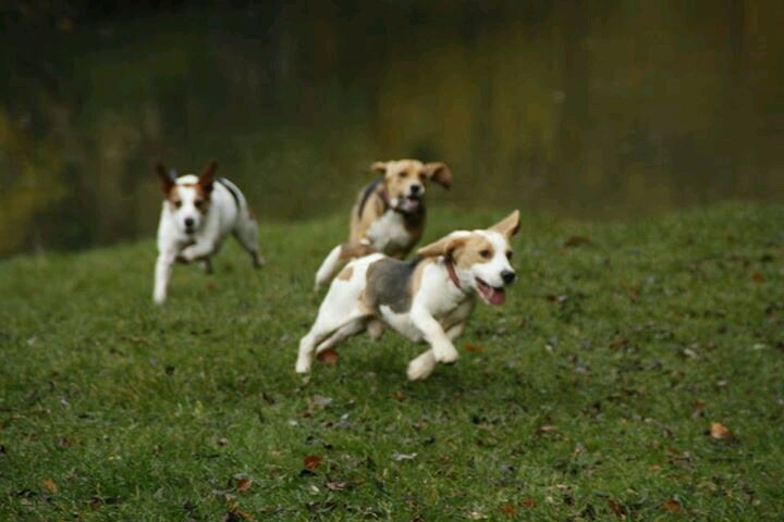 Dog Products and great prices. Collars and Leads, Beds, Grooming, Training and much more. Daily Deals