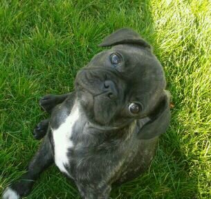 Im V!V the cutest Pug x French Bulldog on the planet. Im a model for Pooch International and Vague Dogs UK