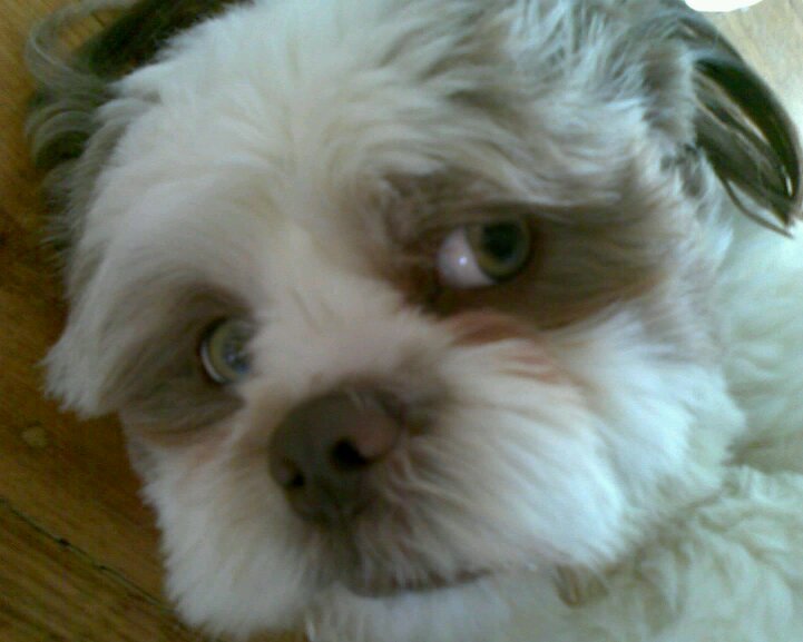 harrysammut's profile picture. 