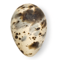NHM Oology (@nhm_oology) Twitter profile photo