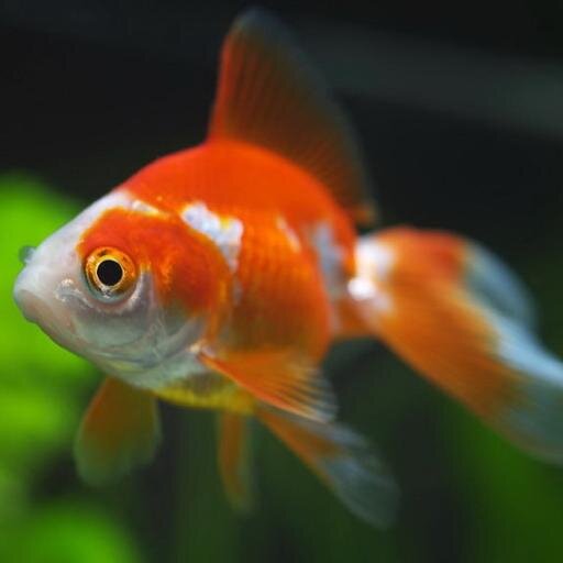 goldfishtruth's profile picture. My words are as deep as the ocean I live in. Finding Nemo= Story of my life. Sushi is to die for...