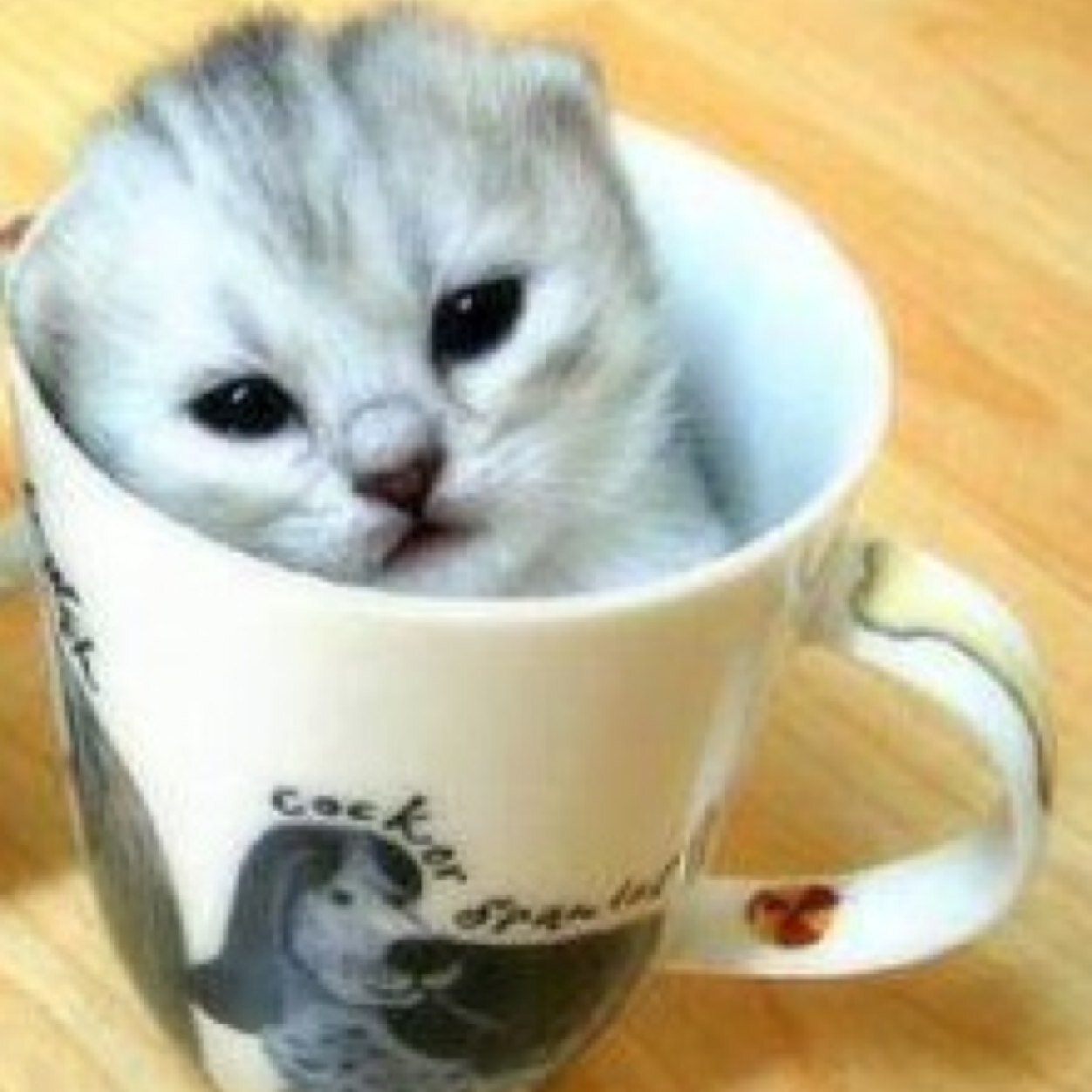 37teea's profile picture. 趣味はポケモンgo/あつまれどうぶつの森始めました/無言フォローすみません🙇/ほぼ見る専