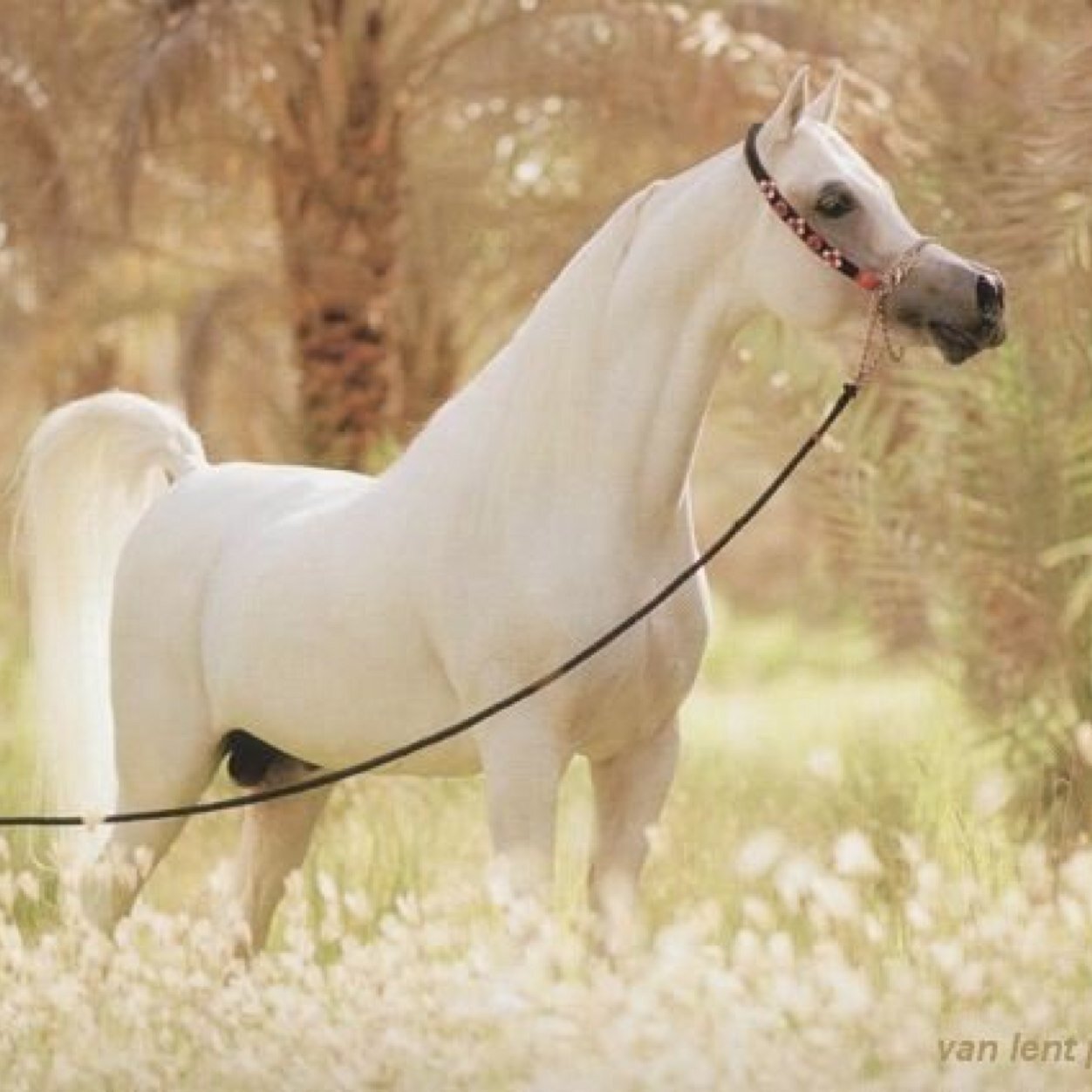 ahmedwalhan's profile picture. 